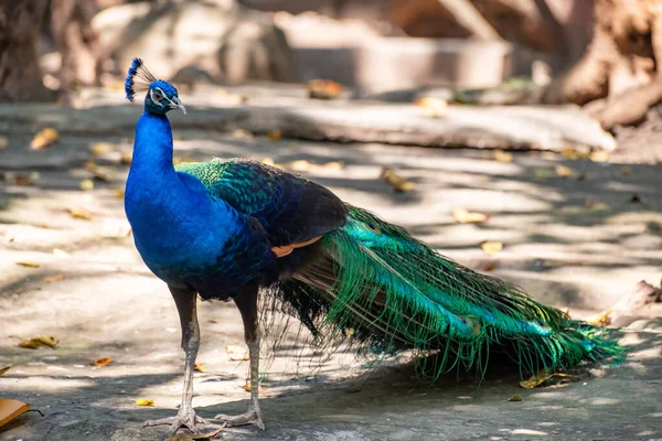 stock image Peacock standing on a rock in the zoo