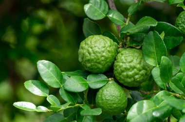 Dala asılı taze yeşil bergamot meyvesi. Bergamot ağacı bahçesi ve sağlıklı gıda konsepti, bir grup bergamot, Bergamot şifalı bitkiler.