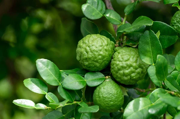 Dala asılı taze yeşil bergamot meyvesi. Bergamot ağacı bahçesi ve sağlıklı gıda konsepti, bir grup bergamot, Bergamot şifalı bitkiler.