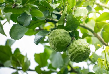 Dala asılı taze yeşil bergamot meyvesi. Bergamot ağacı bahçesi ve sağlıklı gıda konsepti, bir grup bergamot, Bergamot şifalı bitkiler.