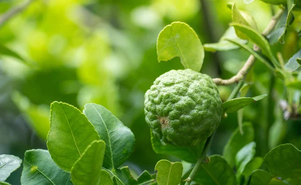 Dala asılı taze yeşil bergamot meyvesi. Bergamot ağacı bahçesi ve sağlıklı gıda konsepti, bir grup bergamot, Bergamot şifalı bitkiler.