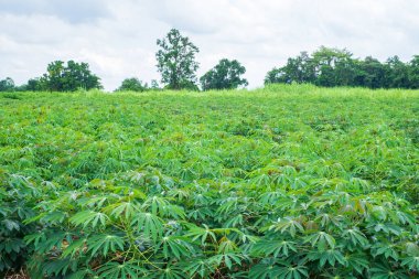Cassava, yağmur mevsiminde çayırlarda yeşillik ve tazeliğe sahiptir. Toprağın verimliliğini gösterir, yeşil manyok yaprağı.