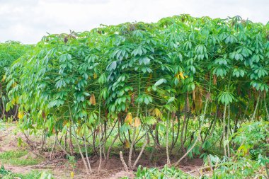 Cassava, yağmur mevsiminde çayırlarda yeşillik ve tazeliğe sahiptir. Toprağın verimliliğini gösterir, yeşil manyok yaprağı.
