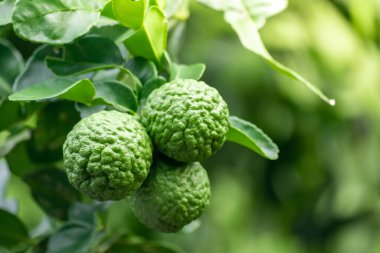 Dala asılı taze yeşil bergamot meyvesi. Bergamot ağacı bahçesi ve sağlıklı gıda konsepti, bir grup bergamot, Bergamot şifalı bitkiler.