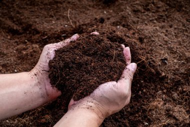 Verimli kara toprağı tutarken. Tarım, organik bahçe, ekme ya da ekoloji konsepti. Çevresel, toprak günü. Pankart. Üst Manzara. Uzayı kopyala Çiftçi ekmeden önce kontrol ediyor