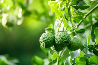 Dala asılı taze yeşil bergamot meyvesi. Bergamot ağacı bahçesi ve sağlıklı gıda konsepti, bir grup bergamot, Bergamot şifalı bitkiler.