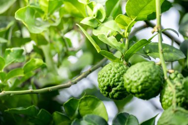Dala asılı taze yeşil bergamot meyvesi. Bergamot ağacı bahçesi ve sağlıklı gıda konsepti, bir grup bergamot, Bergamot şifalı bitkiler.