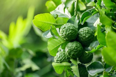 Dala asılı taze yeşil bergamot meyvesi. Bergamot ağacı bahçesi ve sağlıklı gıda konsepti, bir grup bergamot, Bergamot şifalı bitkiler.