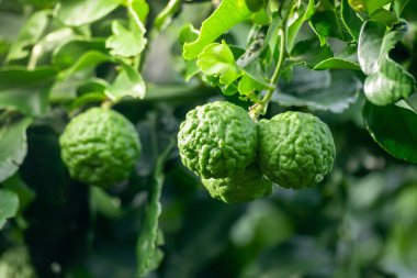 Dala asılı taze yeşil bergamot meyvesi. Bergamot ağacı bahçesi ve sağlıklı gıda konsepti, bir grup bergamot, Bergamot şifalı bitkiler.