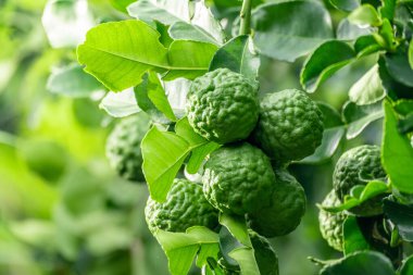 Dala asılı taze yeşil bergamot meyvesi. Bergamot ağacı bahçesi ve sağlıklı gıda konsepti, bir grup bergamot, Bergamot şifalı bitkiler.