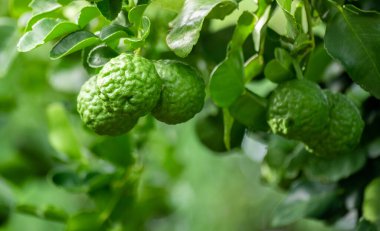 Dala asılı taze yeşil bergamot meyvesi. Bergamot ağacı bahçesi ve sağlıklı gıda konsepti, bir grup bergamot, Bergamot şifalı bitkiler.