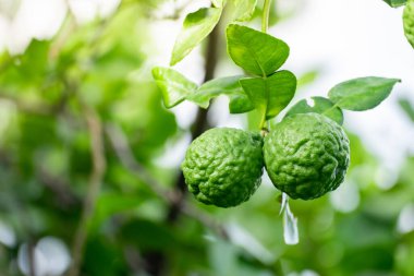 Dala asılı taze yeşil bergamot meyvesi. Bergamot ağacı bahçesi ve sağlıklı gıda konsepti, bir grup bergamot, Bergamot şifalı bitkiler.