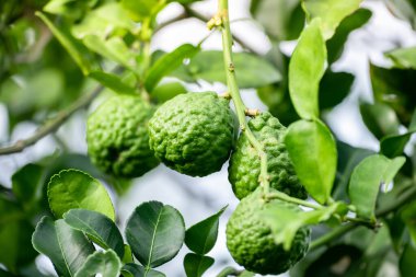 Dala asılı taze yeşil bergamot meyvesi. Bergamot ağacı bahçesi ve sağlıklı gıda konsepti, bir grup bergamot, Bergamot şifalı bitkiler.