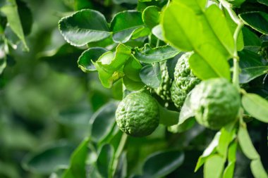 Dala asılı taze yeşil bergamot meyvesi. Bergamot ağacı bahçesi ve sağlıklı gıda konsepti, bir grup bergamot, Bergamot şifalı bitkiler.