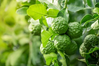 Dala asılı taze yeşil bergamot meyvesi. Bergamot ağacı bahçesi ve sağlıklı gıda konsepti, bir grup bergamot, Bergamot şifalı bitkiler.