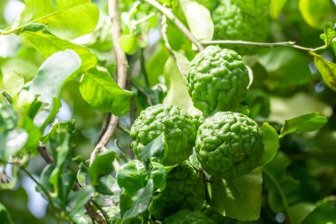 Dala asılı taze yeşil bergamot meyvesi. Bergamot ağacı bahçesi ve sağlıklı gıda konsepti, bir grup bergamot, Bergamot şifalı bitkiler.