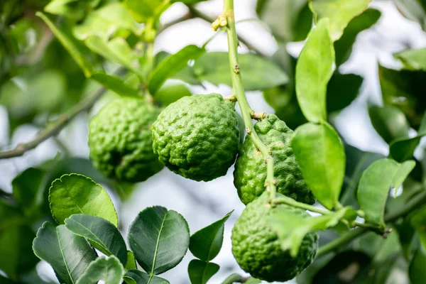 Dala asılı taze yeşil bergamot meyvesi. Bergamot ağacı bahçesi ve sağlıklı gıda konsepti, bir grup bergamot, Bergamot şifalı bitkiler.