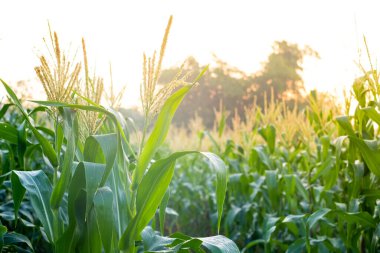 Green Corn field with sunlight in morning day, young corn tree for graphic desing, poster, banner