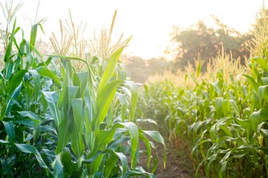 Green Corn field with sunlight in morning day, young corn tree for graphic desing, poster, banner