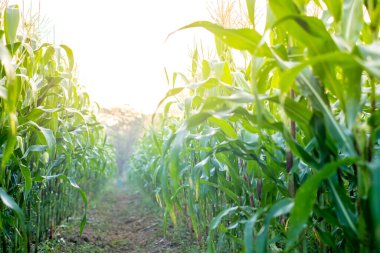 Green Corn field with sunlight in morning day, young corn tree for graphic desing, poster, banner