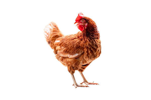 Chicken, Full body of brown chicken hen standing isolated white background with clipping path, Laying hens farmers concept.