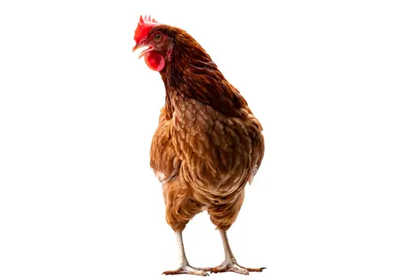 닭고기 닭고기 암탉의 차있는 경로를 고립된 개념을 로열티 프리 스톡 이미지