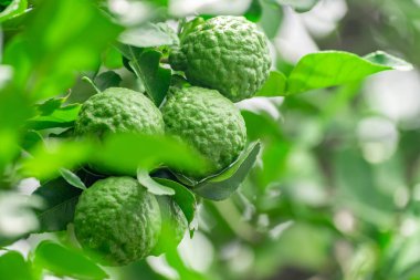 Bergamot, daldan sarkan taze yeşil bergamot meyvesi. Bergamot ağacı bahçesi ve sağlıklı gıda konsepti, bir grup bergamot, Bergamot şifalı bitkiler.