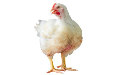 Beyaz tavuk akıllı kümes hayvancılığı işinde, tavuk kapalı sistem çiftliğinde ekonomik hayvanlardır, çiftlik hayvanları, kırpma yolu beyaz arka planda izole