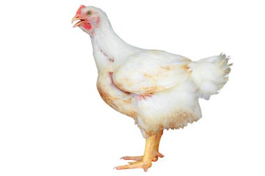 Beyaz tavuğun tüm bedeni akıllı kümes hayvanları çiftliğinde duruyor, tavuk kapalı sistem çiftliğinde ekonomik hayvanlardır, çiftlik hayvanları, kırpma yolu olan beyaz arka planda izole edilmiş