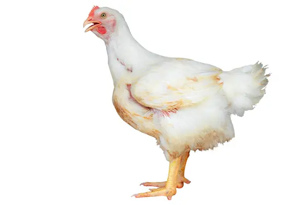 Beyaz tavuğun tüm bedeni akıllı kümes hayvanları çiftliğinde duruyor, tavuk kapalı sistem çiftliğinde ekonomik hayvanlardır, çiftlik hayvanları, kırpma yolu olan beyaz arka planda izole edilmiş
