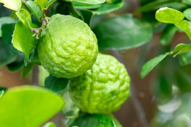 Bergamot, daldan sarkan taze yeşil bergamot meyvesi. Bergamot ağacı bahçesi ve sağlıklı gıda konsepti, bir grup bergamot, Bergamot şifalı bitkiler.