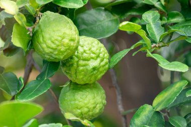Bergamot, daldan sarkan taze yeşil bergamot meyvesi. Bergamot ağacı bahçesi ve sağlıklı gıda konsepti, bir grup bergamot, Bergamot şifalı bitkiler.
