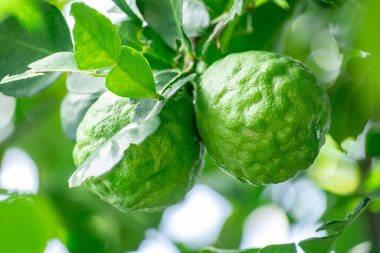 Bergamot, daldan sarkan taze yeşil bergamot meyvesi. Bergamot ağacı bahçesi ve sağlıklı gıda konsepti, bir grup bergamot, Bergamot şifalı bitkiler.