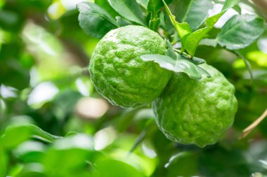 Bergamot, daldan sarkan taze yeşil bergamot meyvesi. Bergamot ağacı bahçesi ve sağlıklı gıda konsepti, bir grup bergamot, Bergamot şifalı bitkiler.