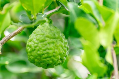 Bergamot, daldan sarkan taze yeşil bergamot meyvesi. Bergamot ağacı bahçesi ve sağlıklı gıda konsepti, bir grup bergamot, Bergamot şifalı bitkiler.