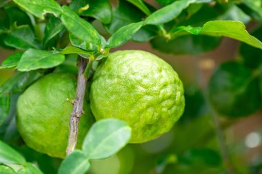 Bergamot, daldan sarkan taze yeşil bergamot meyvesi. Bergamot ağacı bahçesi ve sağlıklı gıda konsepti, bir grup bergamot, Bergamot şifalı bitkiler.