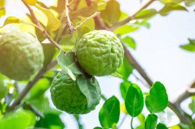 Bergamot, daldan sarkan taze yeşil bergamot meyvesi. Bergamot ağacı bahçesi ve sağlıklı gıda konsepti, bir grup bergamot, Bergamot şifalı bitkiler.