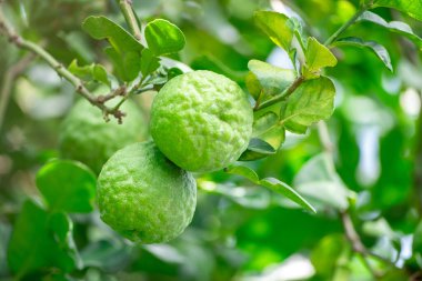 Bergamot, daldan sarkan taze yeşil bergamot meyvesi. Bergamot ağacı bahçesi ve sağlıklı gıda konsepti, bir grup bergamot, Bergamot şifalı bitkiler.