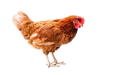 Tavuk, tüm gövdesi kahverengi tavuk, izole beyaz arka plan, kırpma yolu ile, tavuk çiftçi kavramı yatar.