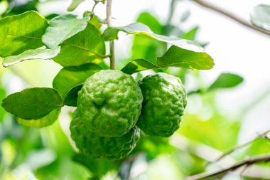 Bergamot, daldan sarkan taze yeşil bergamot meyvesi. Bergamot ağacı bahçesi ve sağlıklı gıda konsepti, bir grup bergamot, Bergamot şifalı bitkiler.