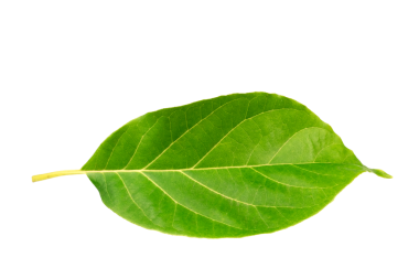 Kırpma yolu ile beyaz bir izole taze Avokado yaprağı