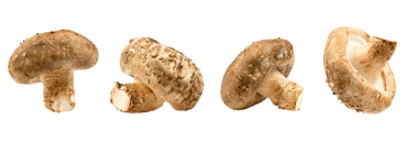 Taze Shiitake mantarı kırpma yolu ve tam derinlik ile beyaz arkaplanda izole edildi.