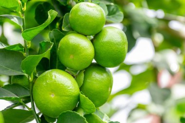 Yeşil limonlar, doğal bir dalı olan turunçgillerdir. Bahçedeki yeşil limon ağacı gün ışığında. Dala asılı taze yeşil limon meyvesi.