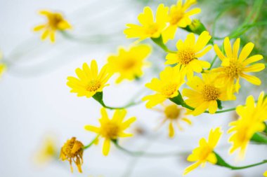 Açık sarı papatya çiçekleri gibi. Yumuşak, beyaz bir arka planı var. Bahar ya da yaz çiçeklerini temsil eden taze ve canlı bir görüntü..