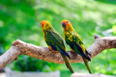 İki canlı güneş, yemyeşil bir ormandaki bir ağaç dalına tünemiş papağanları muhafaza eder. Parlak sarı, turuncu ve yeşil tüylerini doğal güneş ışığında sergilerler..