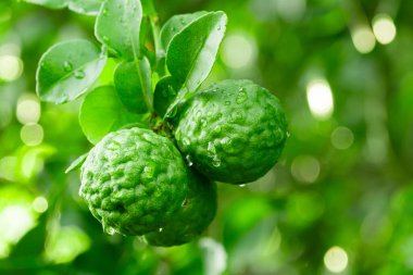 Bergamot, daldan sarkan taze yeşil bergamot meyvesi. Bergamot ağacı bahçesi ve sağlıklı gıda konsepti, bir grup bergamot, Bergamot şifalı bitkiler.