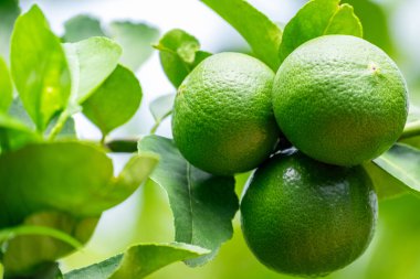 Yeşil limonlar, doğal bir dalı olan turunçgillerdir. Bahçedeki yeşil limon ağacı gün ışığında. Dala asılı taze yeşil limon meyvesi.