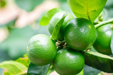 Yeşil limonlar, doğal bir dalı olan turunçgillerdir. Bahçedeki yeşil limon ağacı gün ışığında. Dala asılı taze yeşil limon meyvesi.