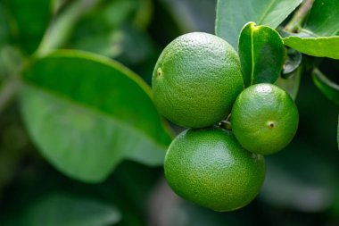 Yeşil limonlar, doğal bir dalı olan turunçgillerdir. Bahçedeki yeşil limon ağacı gün ışığında. Dala asılı taze yeşil limon meyvesi.