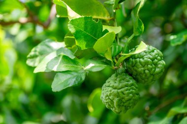 Bergamot, daldan sarkan taze yeşil bergamot meyvesi. Bergamot ağacı bahçesi ve sağlıklı gıda konsepti, bir grup bergamot, Bergamot şifalı bitkiler.